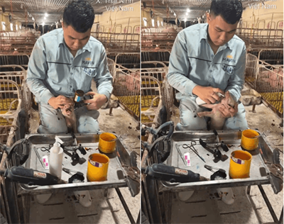 Tập đoàn Mavin – Nơi nuôi dưỡng niềm đam mê của HSSV Chăn nuôi Thú y