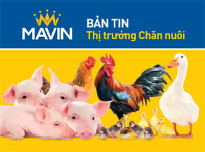 Bản tin thị trường chăn nuôi 15/07/2025