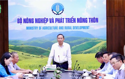 Doanh nghiệp hỗ trợ gần 170 tỷ đồng khôi phục chăn nuôi sau bão