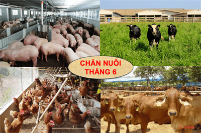 Toàn cảnh thị trường chăn nuôi tháng 6: Cơ hội xen lẫn thách thức