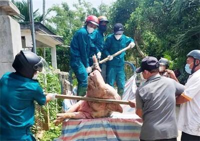 Nguy cơ bùng phát dịch tả heo châu Phi trên diện rộng trong tháng 7