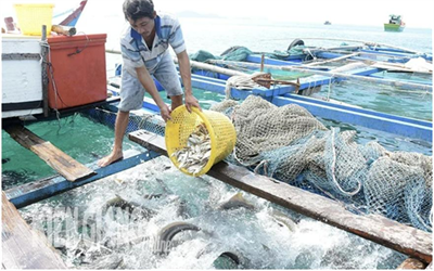 Kien Hai Focuses on Developing and Innovating Marine Farming