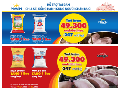 Mavin Feed Hỗ trợ tái đàn - Đồng hành chăn nuôi