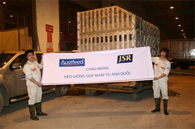 Austfeed brings Great Grand Parents (GGP) breeding swine with the best quality in the world to Vietnam