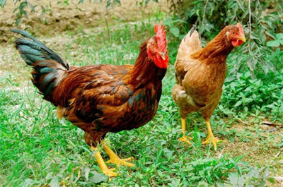 Xây dựng tiêu chuẩn dinh dưỡng cho gà thả vườn hiệu quả