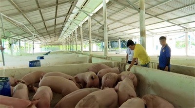 Công nghệ số nâng hiệu quả phòng chống dịch tả heo Châu Phi