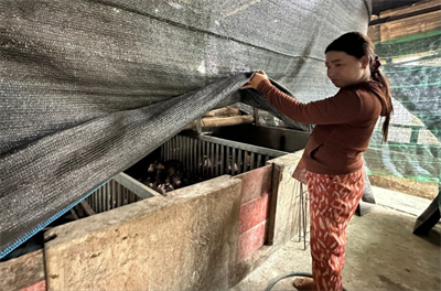 Cẩn trọng tái đàn sau dịch tả heo Châu Phi 