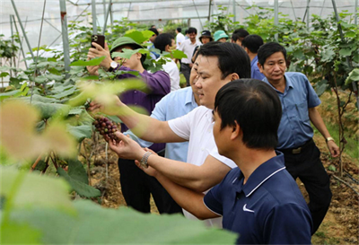 Nghe An Has 6 High-Tech Agricultural Enterprises